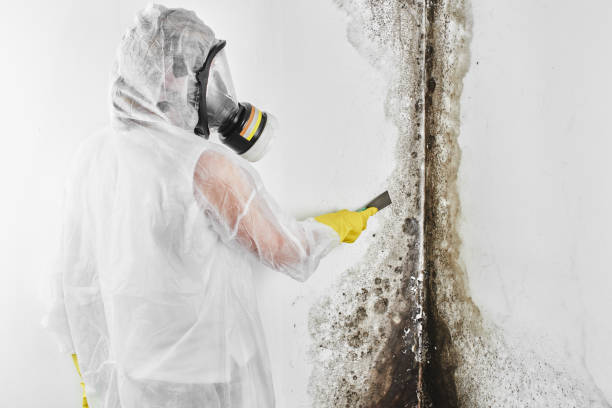 Best Attic Mold Removal  in Winnie, TX