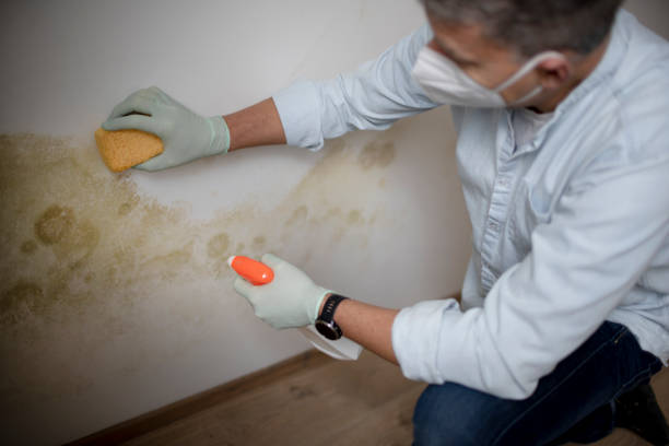 Best Local Mold Removal Service  in Winnie, TX