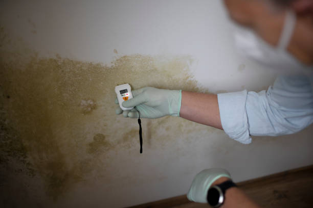 Professional Mold Removal in Winnie, TX