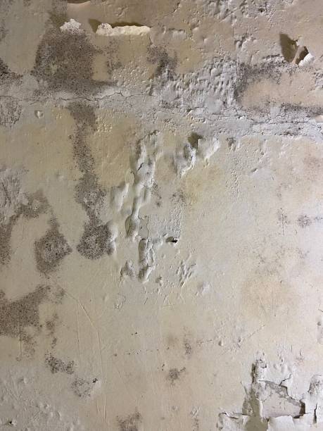 Best Certified Mold Removal  in Winnie, TX