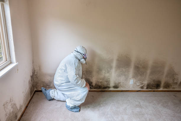 Best Home Mold Removal  in Winnie, TX