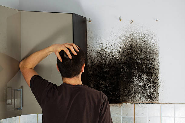 Best Best Mold Removal Companies  in Winnie, TX